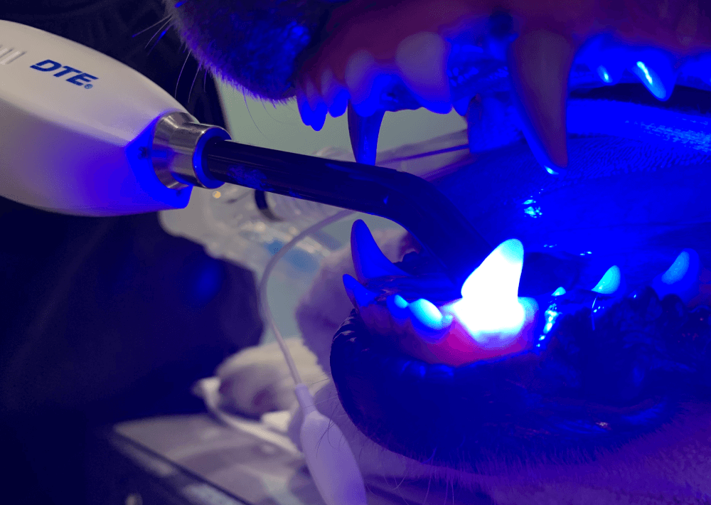 歯科の診断・検査