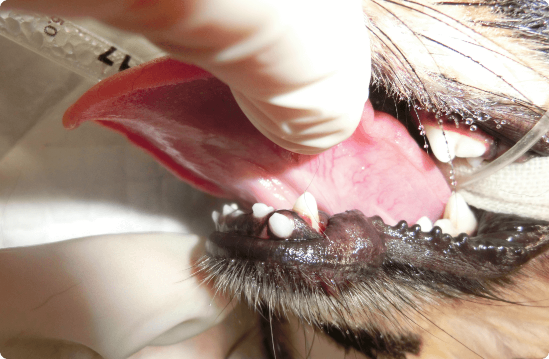 歯科治療について